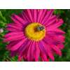 Persische Insektenblume, Mischung - Chrysanthemum coccineum  - Demeter biologische Samen