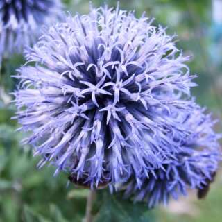 Distel, Kugeldistel Blau - Echinops ritro - Demeter...