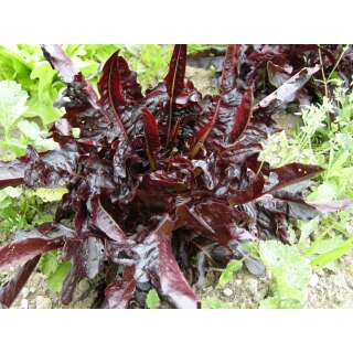 Pflücksalat Posciavo rot - Lactuca sativa - Demeter...