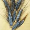 Getreide Emmer Schwarzer persischer - Triticum diccocum - Demeter biologische Samen
