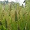 Getreide Gerste - Pfauengerste - Hordeum vulgare - Demeter biologische Samen