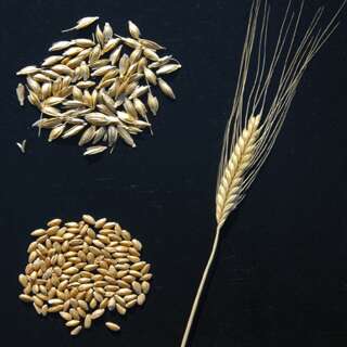 Getreide Einkorn Urform - Triticum monococcum - Demeter...