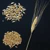 Getreide Einkorn Urform - Triticum monococcum - Demeter biologische Samen