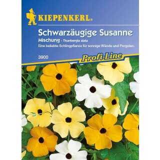 Schwarzäugige Susanne Mischung - Thunbergia alata - Samen