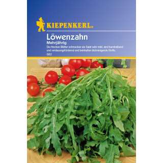 Löwenzahn - Taraxacum officinale - Löwenzahnsamen