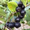 Apfelbeere - Aronia melanocarpa (Wildform) - Samen