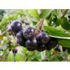 Apfelbeere - Aronia melanocarpa (Wildform) - Samen