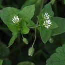 Vogelmiere - Stellaria media - Samen