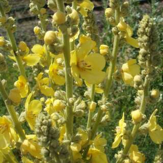 Königskerze, kleinblütige - Verbascum thapsus -...