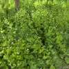 Knoblauchsrauke - Alliaria petiolata - Samen