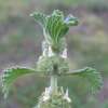 Andorn - Marrubium vulgare  - BIOSAMEN
