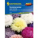 Aster, Sommeraster Lady Coral Mix PROFILINE -...