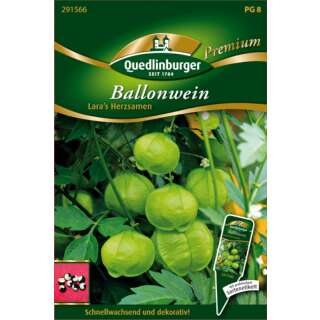 Ballonwein Laras Herzsamen - Cardiospermum halicacabum -...