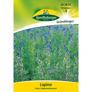 Gründünger, Lupine Blau - Lupinus angustifolius - Samen