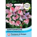 Wicke, Gartenwicke Statesman Mischung - Lathyrus grandiflora - Samen