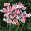 Wicke, Gartenwicke Statesman Mischung - Lathyrus grandiflora - Samen