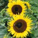 Sonnenblume Choco Sun - Helianthus annuus - Samen