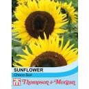 Sonnenblume Choco Sun - Helianthus annuus - Samen