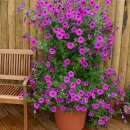 Petunie Purple Tower F1 - Petunia hybrida - Samen