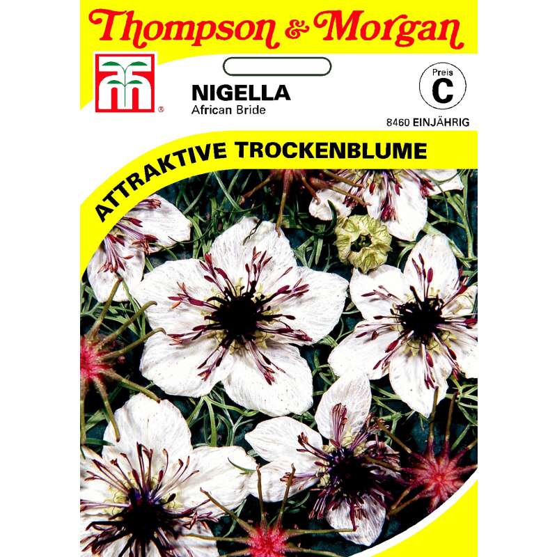Nigella, Schwarzkümmel African Bride - Nigella papillosa - Samen