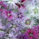 Nelke Rainbow Loveliness Improved Mischung - Dianthus x...