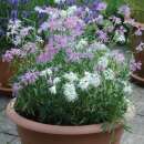 Nelke Rainbow Loveliness Improved Mischung - Dianthus x...