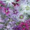 Nelke Rainbow Loveliness Improved Mischung - Dianthus x hybidus - Samen