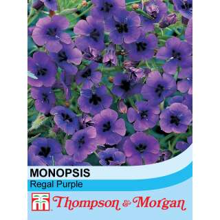 Monopsis Regal Purple - Monopsis debilis - Samen
