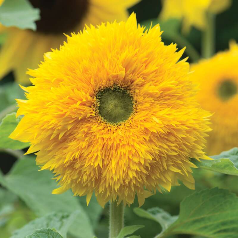 Sonnenblume Sunshot Golds Mischung F1 - Helianthus annuus - Samen
