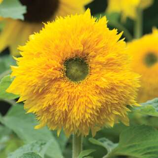 Sonnenblume Sunshot Golds Mischung F1 - Helianthus annuus...