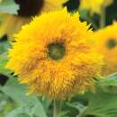 Sonnenblume Sunshot Golds Mischung F1 - Helianthus annuus - Samen