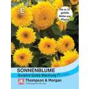 Sonnenblume Sunshot Golds Mischung F1 - Helianthus annuus...