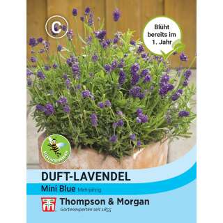 Lavendel, Duft-Lavendel Mini Blue - Lavandula angustifolia - Samen