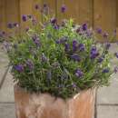 Lavendel, Duft-Lavendel Mini Blue - Lavandula angustifolia - Samen