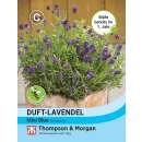 Lavendel, Duft-Lavendel Mini Blue - Lavandula...