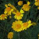 Färberkamille, gelb - Anthemis tinctoria - Demeter Biologische Samen