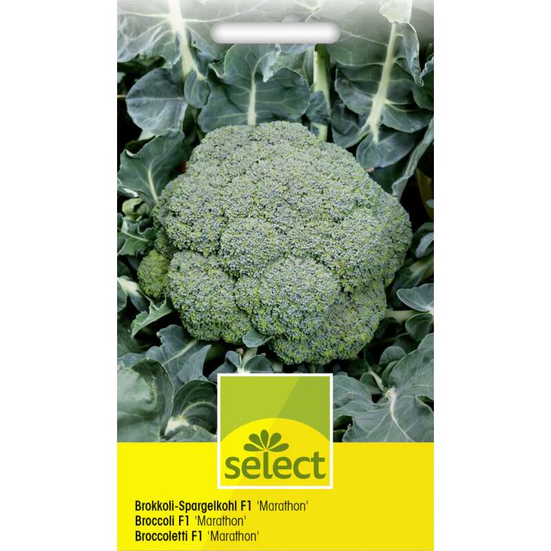 Broccoli-Spargelkohl Marathon F1 - Brassica oleracea var. italica - Samen