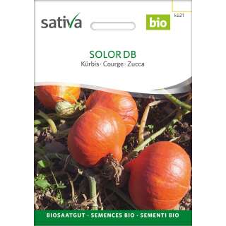 Kürbis Solor - Cucurbita maxima  - BIOSAMEN