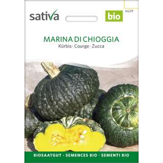 Kürbis Marina Di Chioggia - Cucurbita maxima - BIOSAMEN