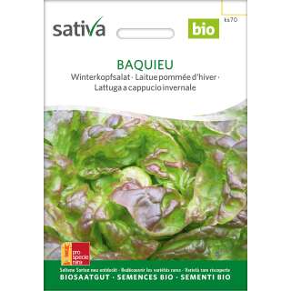 Winterkopfsalat Baquieu - Lactuca sativa - BIOSAMEN