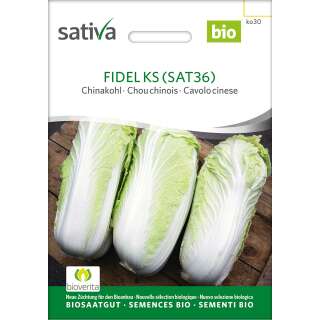 Chinakohl Auslese Sativa - Brassica rapa pekinensis - BIOSAMEN