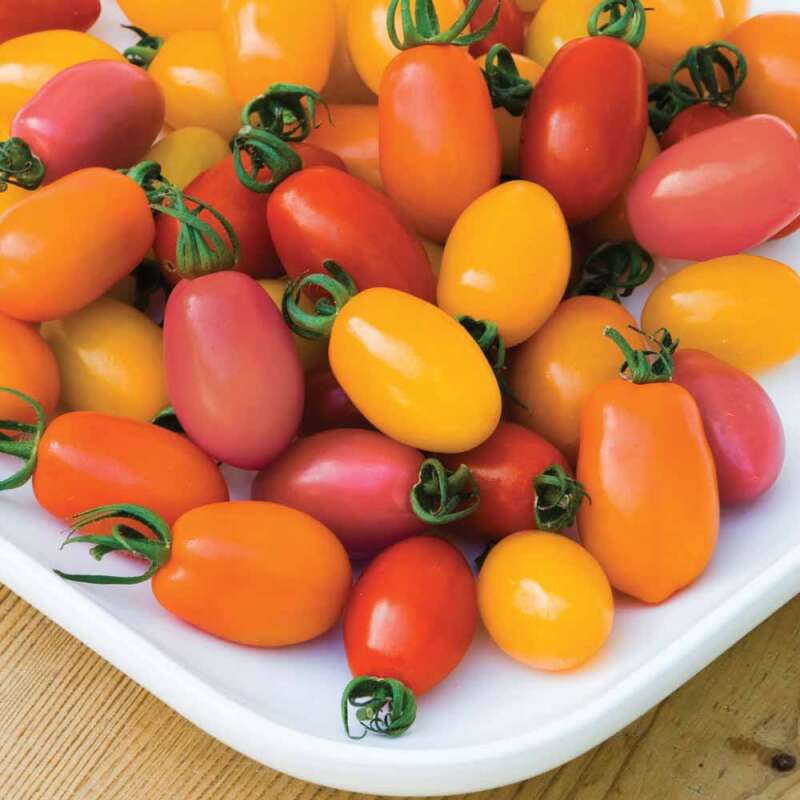 Tomate, Datteltomate Rainbow Blend F1 Hybrid - Lycopersicon esculentum - Tomatensamen