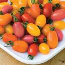 Tomate, Datteltomate Rainbow Blend F1 Hybrid -...