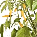 Chili Habanero Lemon - Capsicum chinense - Samen