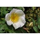 Rose, Bibernell-Rose Hagebutte - Rosa spinosissima - Samen
