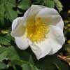 Rose, Bibernell-Rose Hagebutte - Rosa spinosissima - Samen