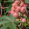 Wunderbaum, Rizinus - Ricinus communis - BIOSAMEN