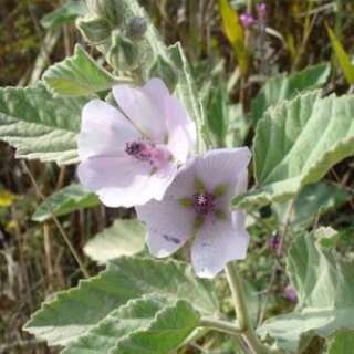 Eibisch, rosa - Althaea officinalis - Demeter biologische Samen