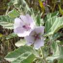 Eibisch, rosa - Althaea officinalis - Demeter biologische...