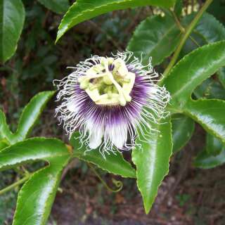 Maracuja, Passionsfrucht Golden Giant - Passiflora edulis...